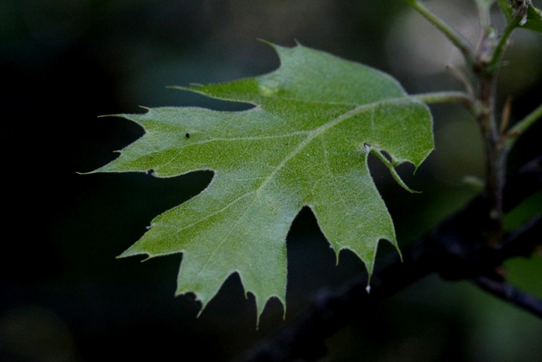 jasper ridge oak